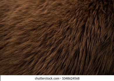 Horse Fur Texture, Animal Skin Texture Close Up, Animal Hair, Brown Fell, Background