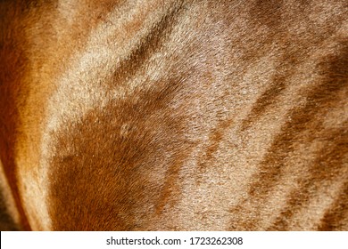 Horse Fur Texture. Horse Skin. Horse.