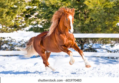 Horse gallop on winter snow farm