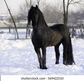 Horse Galloping On Snow