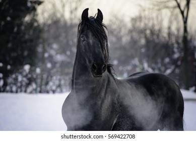 Horse Galloping On Snow