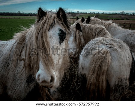 Similar – Pferdegeflüster Weide Gras