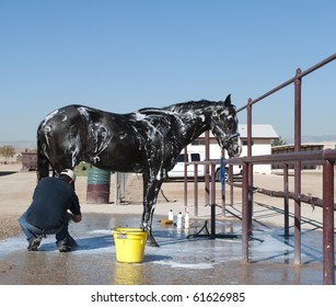 Horse Bath Images, Stock Photos & Vectors | Shutterstock