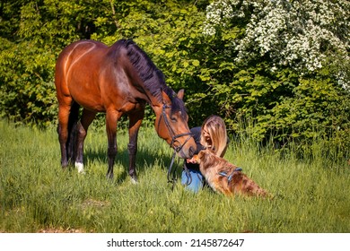 Horse Girl And Dog On A Spring Meadow, The Horse And Dog Sniff Each Other.
