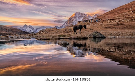 Horse At Gorakshep, The Last Inn Before Hiking To Everest Base Camp, KHUMBU VALLEY, NEPAL