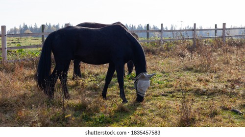 The Horse Is Grazed In The Pasture In Special Equipment For Vision. Blinders And Eyecups For Horses