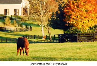 A horse grazes in a field surrounded by autumn color in the Blue Grass region of Kentucky
