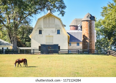 A horse grazing during the spring in a meadow near a barn