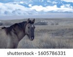 Horse grazing with the Elk Horn Mountains in the background.  