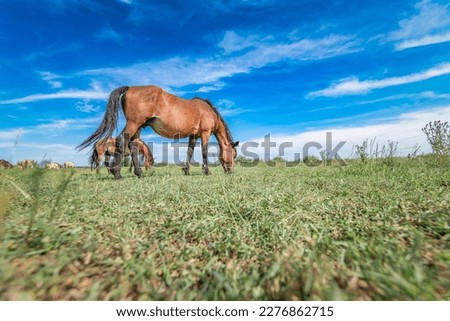 A horse is grazing in a field under a blue summer sky.