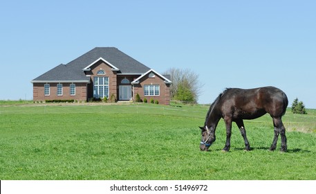 Horse grazing in front yard