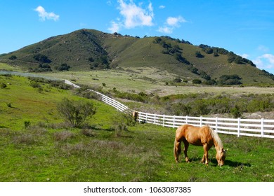 Horse Grazing In Meadow At Madonna Inn, San Luis Obispo