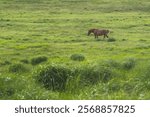 horse grazing in Mount Aso National park