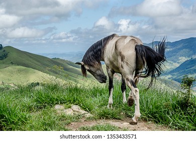 
Horse Grazing On The Farm Of The Valley Of The Princesses In Miguel Pereira