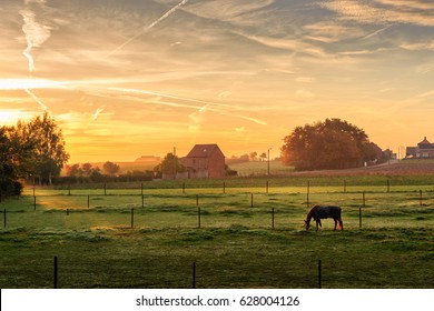 Horse grazing on a foggy morning at sunrise in orange sunbeams in rural landscape. Peaceful scene. Kortanaken (near Diest), Flanders, Belgium, Europe - Shutterstock ID 628004126