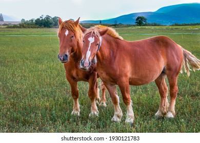 Horse Grazing On A Green Meadow