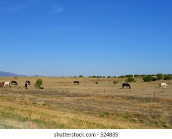 Horse Grazing Outside Of Penrose, Colorado