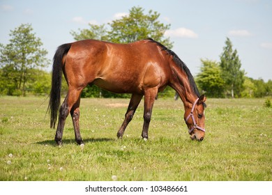 Horse Grazing In The Pasture