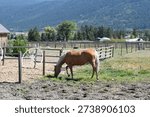 horse grazing with rustic backdrop
