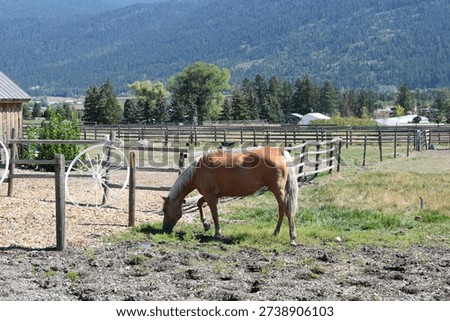 horse grazing with rustic backdrop