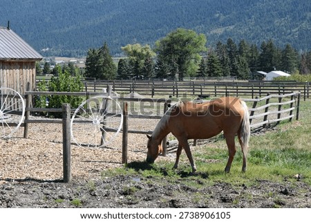 horse grazing with rustic backdrop