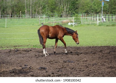 Horse grazing in the spring pasture. - Powered by Shutterstock