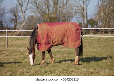 Horse grazing in a winter field wearing a rug to protect from the weather.