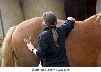 Horse Grooming