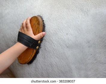 Horse Grooming Background