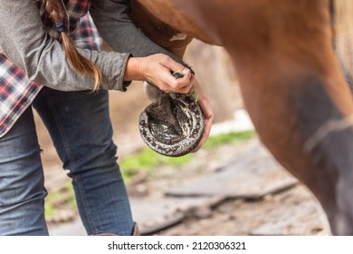 Horse grooming: A person cleaning a horses hoof