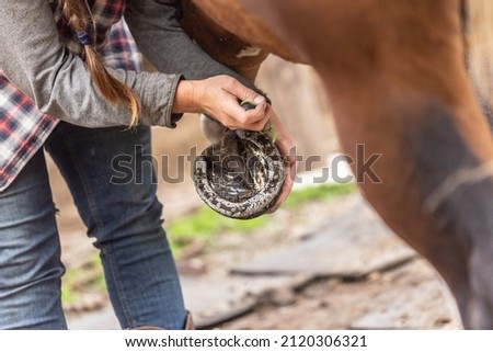 Horse grooming: A person cleaning a horses hoof