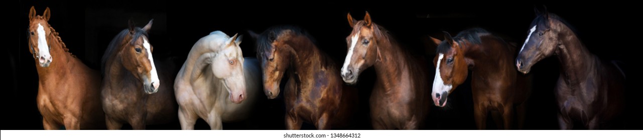 Horse Group Portrait At Black Background For Banner