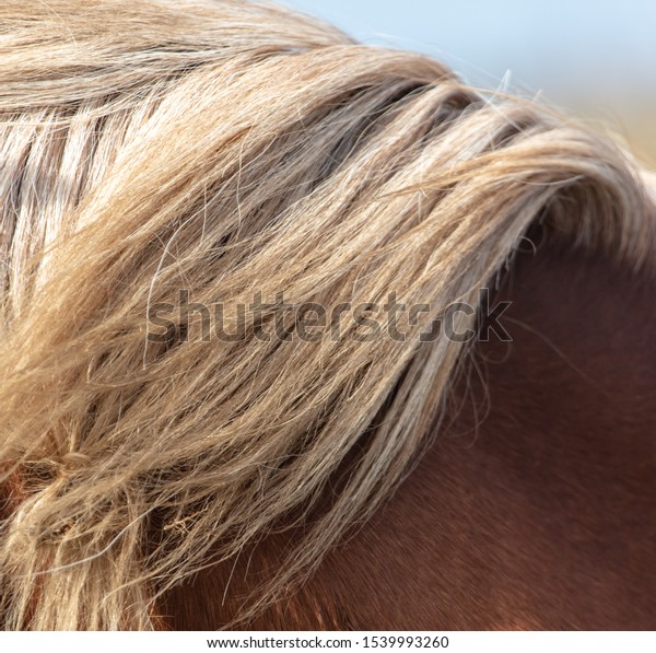 horse hair background texture stock photo edit now 1539993260