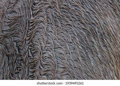 Horse Hair Close Up Wet 