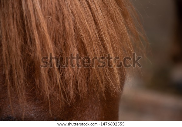 horse hair closeup hors pony  animals/wildlife stock image