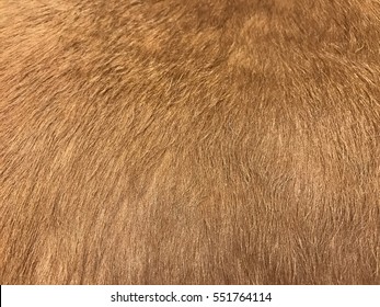 Horse Hair Texture