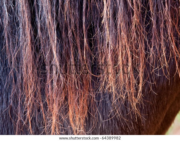 horse hair texture stock photo edit now 64389982