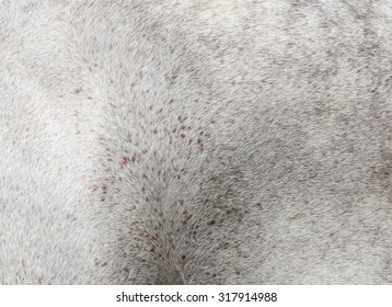 Horse Hair Texture As Background