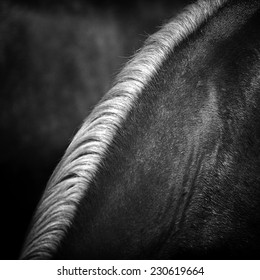 Horse Hair,close Up Black And White 