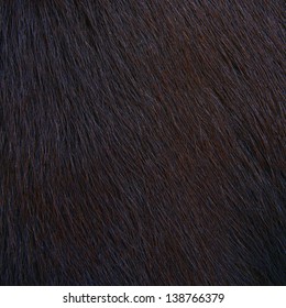 horse hairy texture background, wild animal fur background