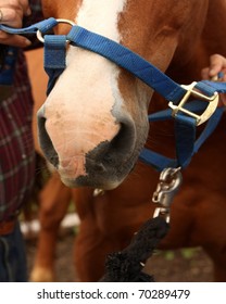 Horse with halter being put on