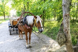 Horse Harnessed To A Horse-drawn Carriage In A City Park In Summer