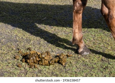 Horse has just pooped, the poo is on the ground. The horse runs away
