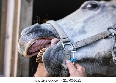 Horse Has It Mouth Opened By Equine Veterinarian, One Hand Holding Tongue, Before Applying Sedative. Closeup Detail To Muzzle And Teeth