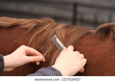 Horse having mane pulled. Technique to shorten a horses mane. Grooming Equestrian  - Shutterstock ID 2273524027