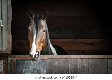 horse head with blaze of attentive spotted brown and white young paint horse mare  peer forward - Powered by Shutterstock