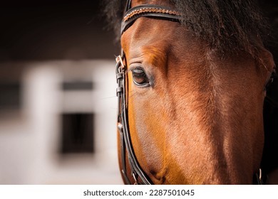 Horse head with bridle and glitter headband, close-up of the eye area, sharpness on the eyeball.
 - Powered by Shutterstock