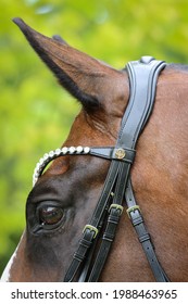 Horse Head Eyes Ears Bridle Close Up