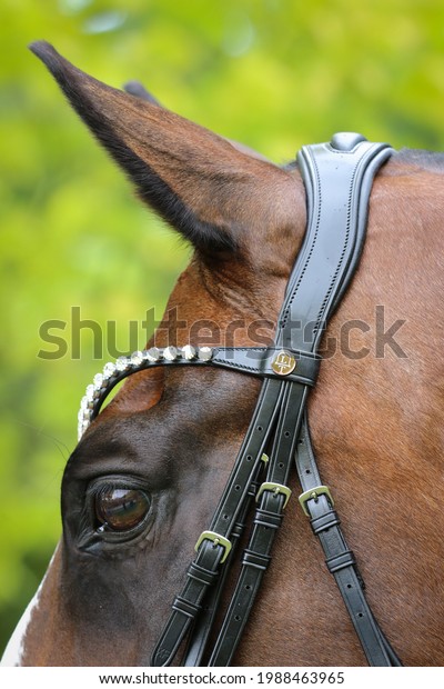 Horse head eyes ears\
bridle close up