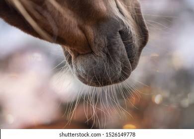 Horse Head Muzzle And Whiskers